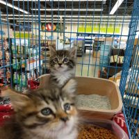 Petco ico