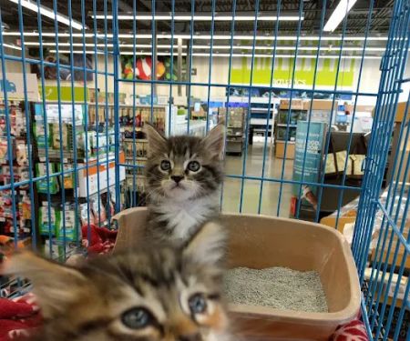 Petco