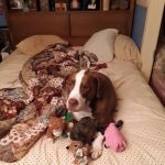 Genesee Valley Visiting Vet, PLLC