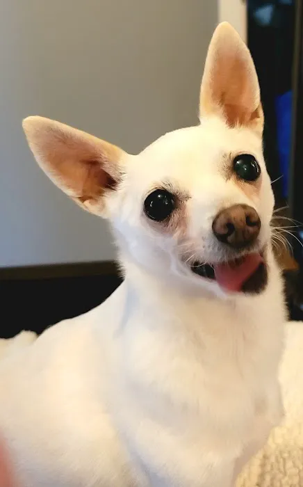Perry Pet Picture 1
