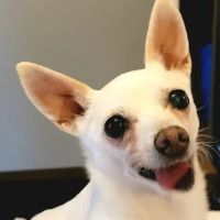 Perry Pet ico