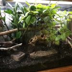 CEF Pets