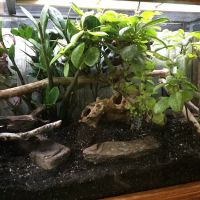CEF Pets ico