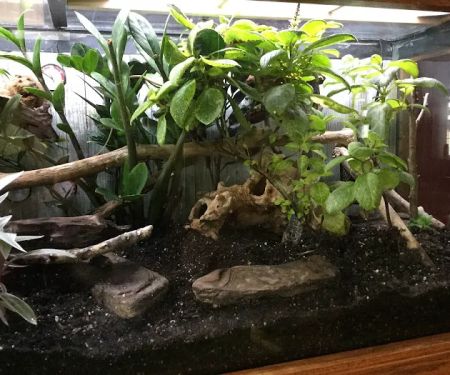CEF Pets