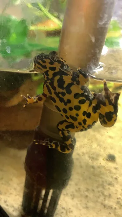 CEF Pets Picture 10