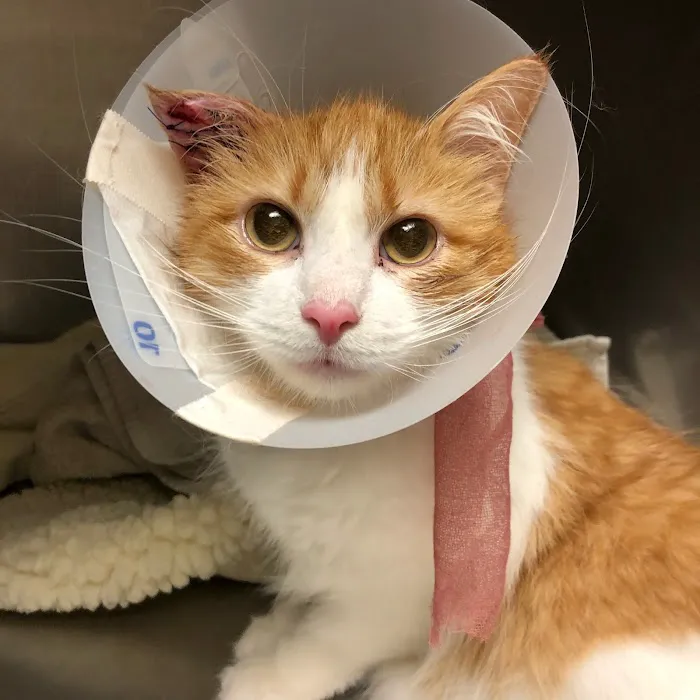 Livonia Veterinary Hospital Picture 9