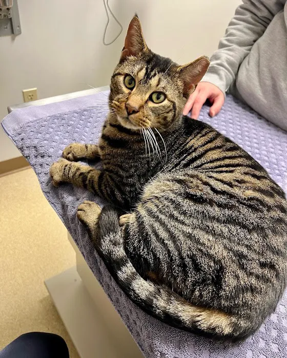 Livonia Veterinary Hospital Picture 8
