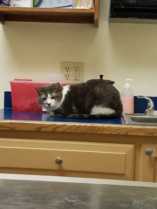 Livonia Veterinary Hospital Picture 2