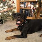 Livonia Veterinary Hospital