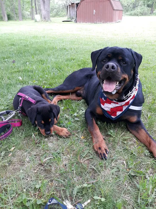 Livonia Veterinary Hospital Picture 3