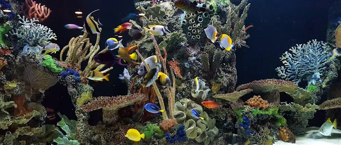Sealife Services Picture 8
