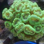 Sealife Services