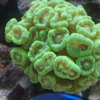 Sealife Services ico
