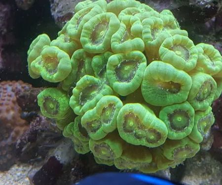 Sealife Services