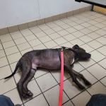 Perry Veterinary Clinic
