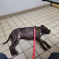 Perry Veterinary Clinic ico