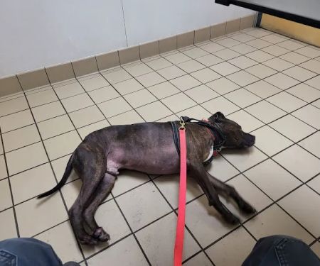 Perry Veterinary Clinic