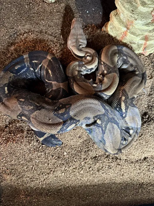 Dope Exotics Reptiles Picture 2