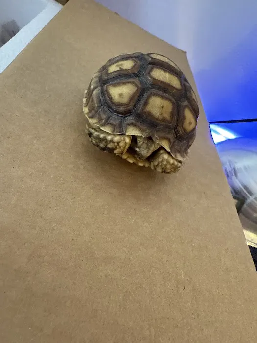 Dope Exotics Reptiles Picture 5