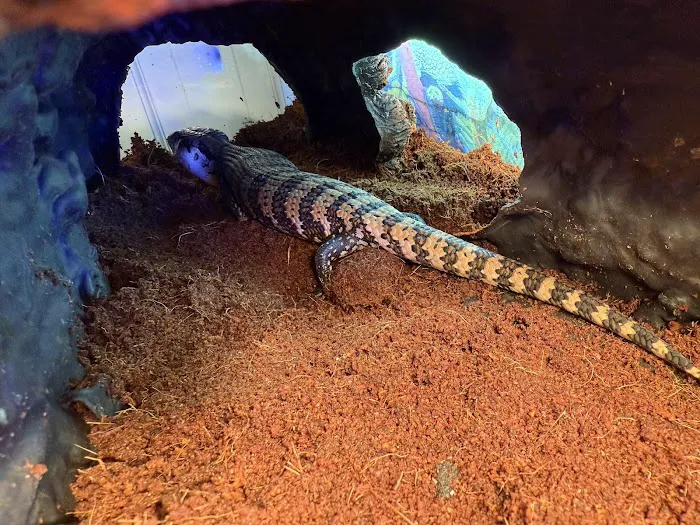 Dope Exotics Reptiles Picture 1