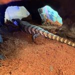Dope Exotics Reptiles