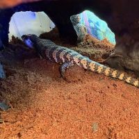 Dope Exotics Reptiles ico