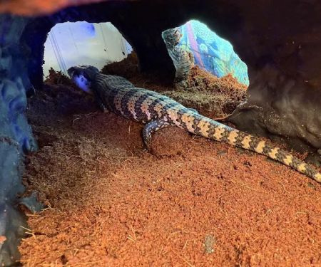 Dope Exotics Reptiles