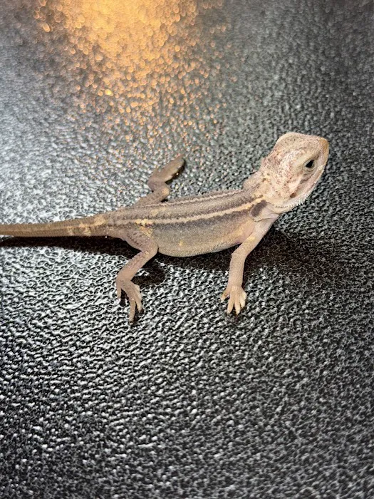 Dope Exotics Reptiles Picture 8
