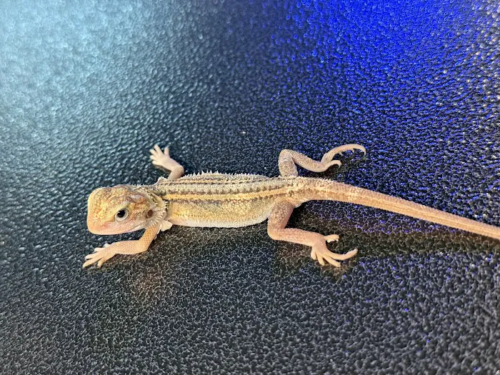 Dope Exotics Reptiles Picture 9
