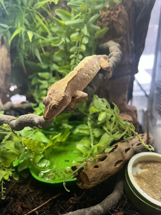 Dope Exotics Reptiles Picture 7