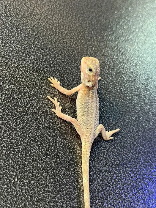 Dope Exotics Reptiles Picture 10