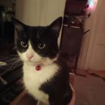 Lakewood Veterinary Services