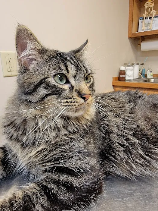 Lakewood Veterinary Services Picture 2