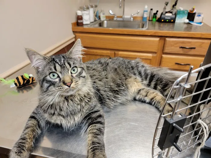 Lakewood Veterinary Services Picture 3