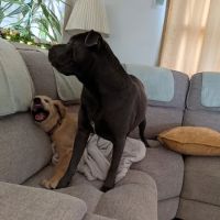Center Street Veterinary ico