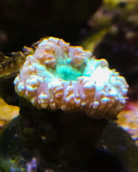 JJ Reefs Picture 4