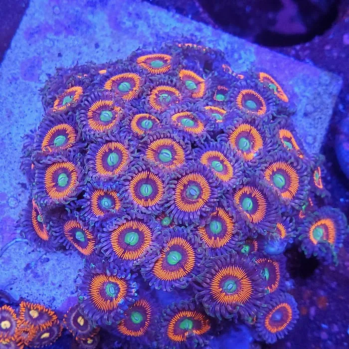JJ Reefs Picture 7