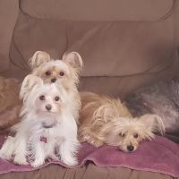 Laurel Hill Veterinary Service, Inc. ico