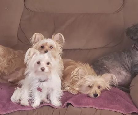 Laurel Hill Veterinary Service, Inc.