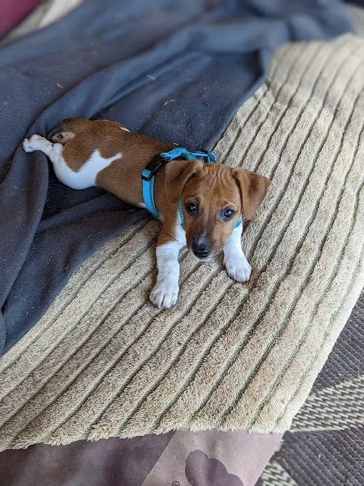 Laurel Hill Veterinary Service, Inc. Picture 9