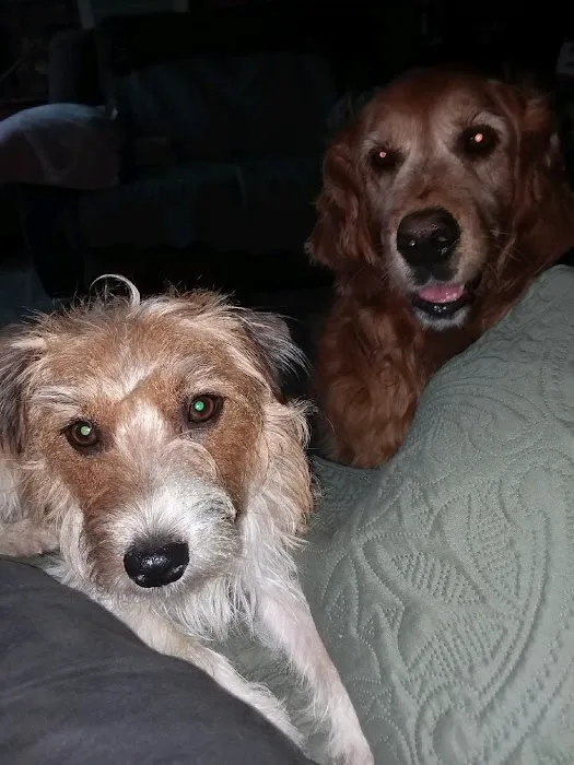 Laurel Hill Veterinary Service, Inc. Picture 7