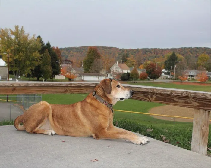 Towanda Creek Animal Hospital Picture 8