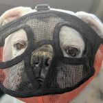 Towanda Creek Animal Hospital