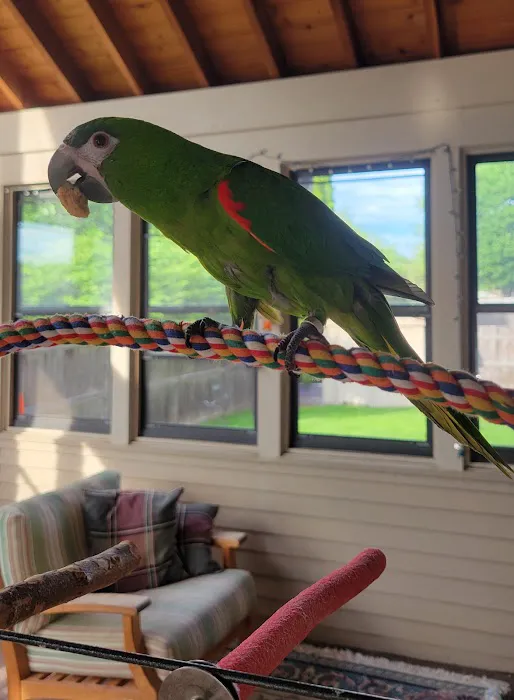 Parrot Stars Picture 9