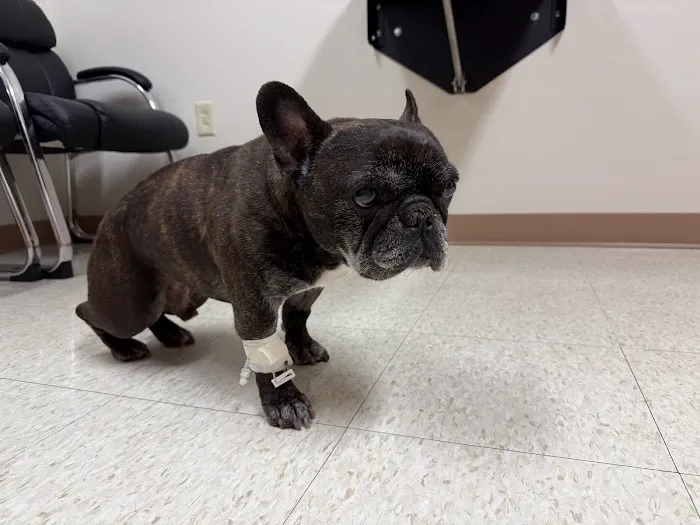 Rochester Emergency Veterinary Services Picture 7