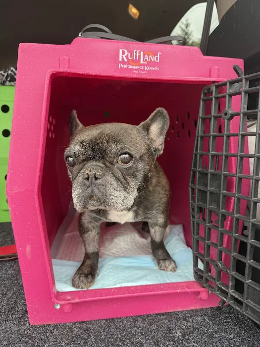Rochester Emergency Veterinary Services Picture 5