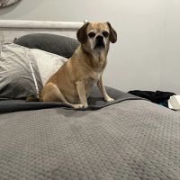 Rochester Emergency Veterinary Services ico