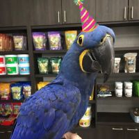 Parrot Stars Parties and Education Center ico
