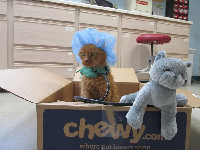 Cats Exclusively Veterinary Hospital Picture 7