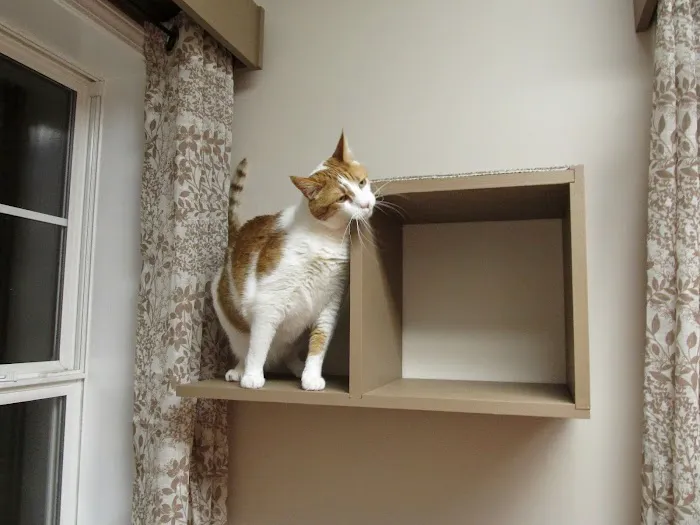 Cats Exclusively Veterinary Hospital Picture 4